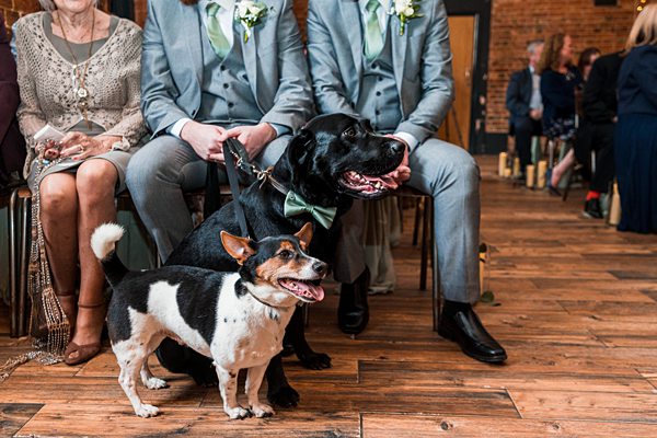 Dogs at wedding with guests in background.
